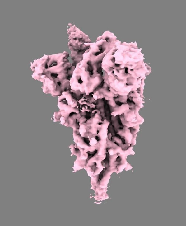 model of pink coronavirus spike protein